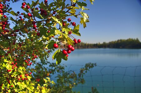 Season plant bush