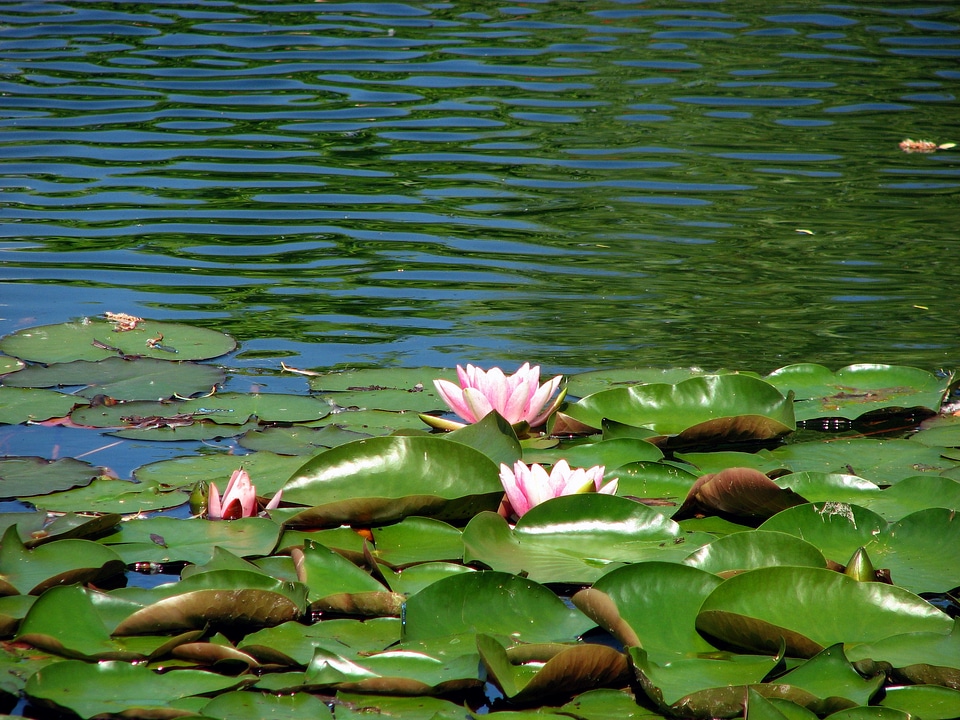 Water lily blossom bloom