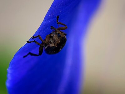 Insect macro close up