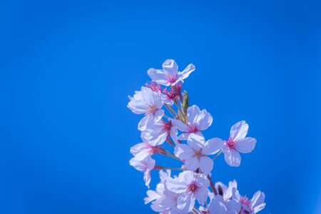 Vivid cherry blossoms spring