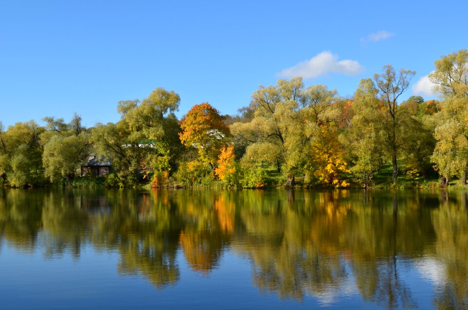 Reflection water tree photo