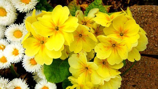 Garden floral leaf photo