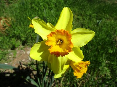 Garden summer daffodil photo