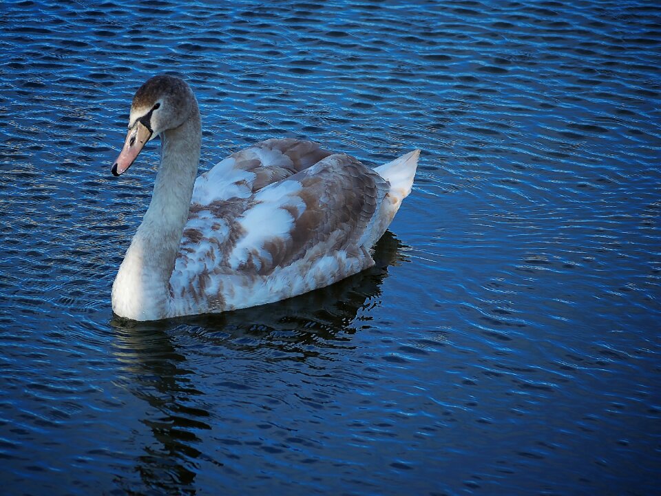 White water bird waters