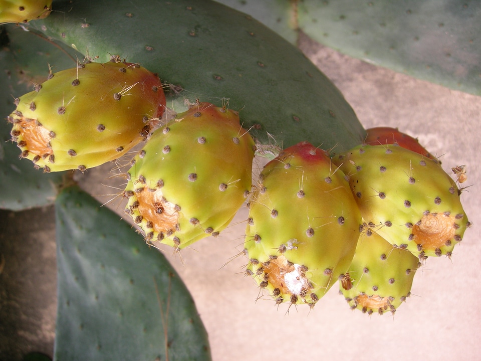 Fruit plant spur