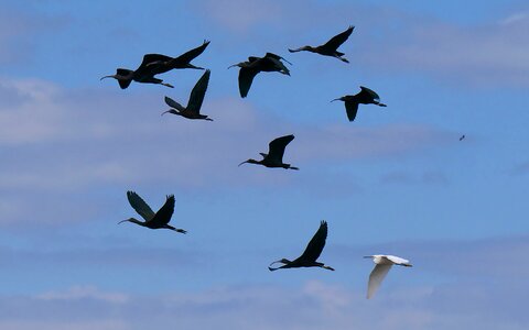 Flight sky ibis photo