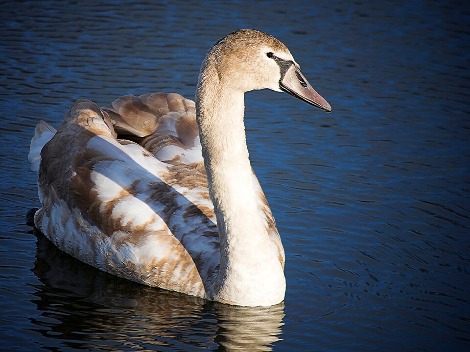 White water bird waters