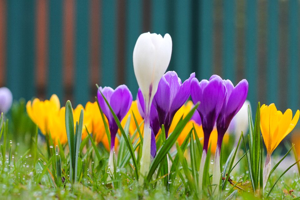 Garden spring crocus