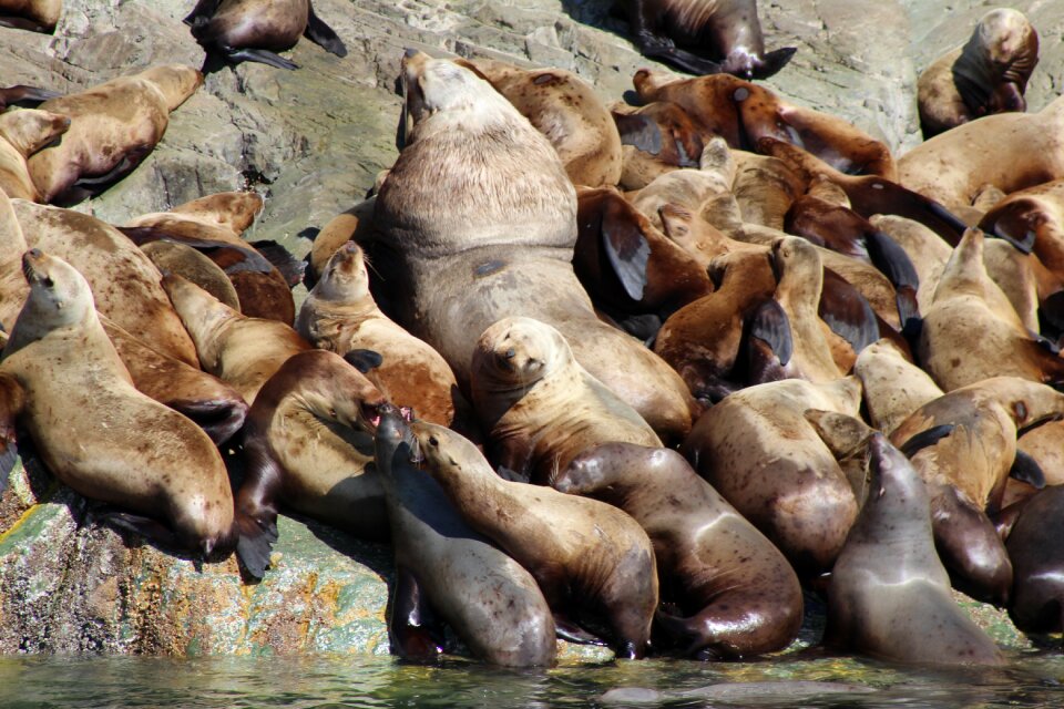 Marine water aquatic