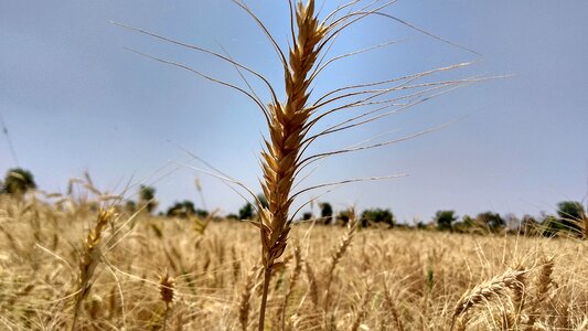 Field crop blue wheat photo