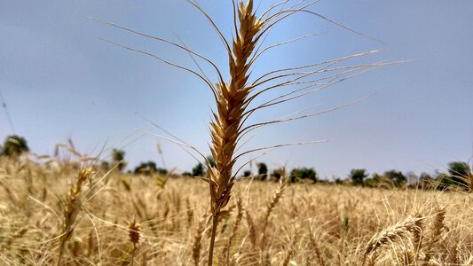 Field crop blue wheat