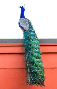 Nature decoration