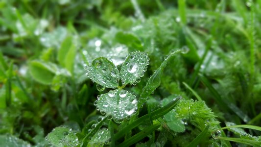 The freshness the environment clover