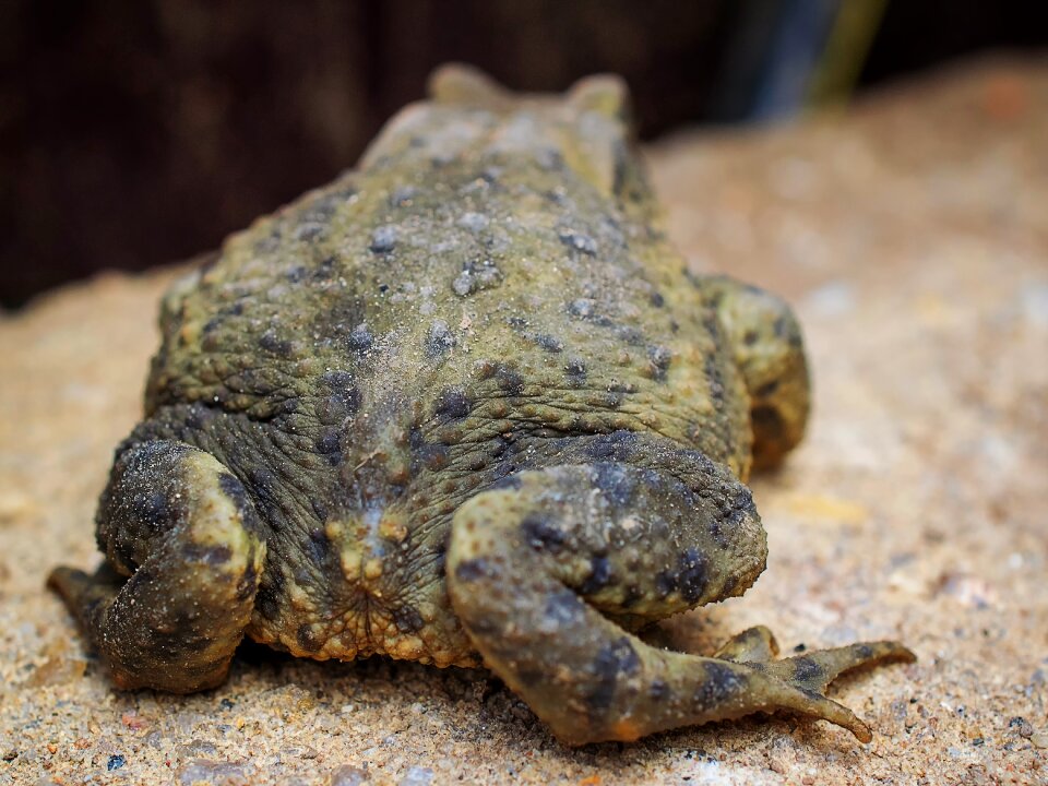 Animal amphibian reptile