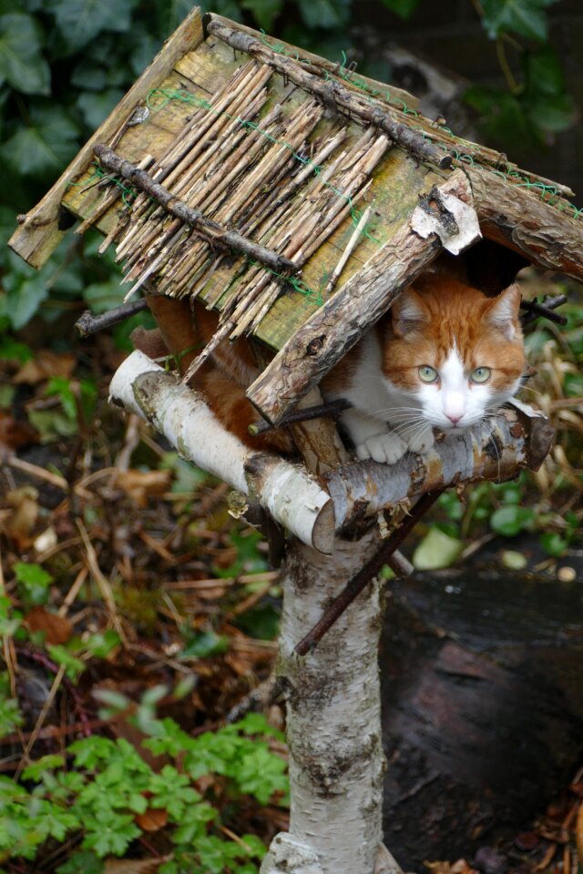 Fauna birdhouse bird feeder