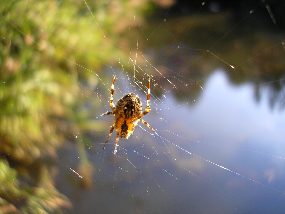Spider-like bug nature