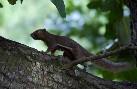 Wood nature animal