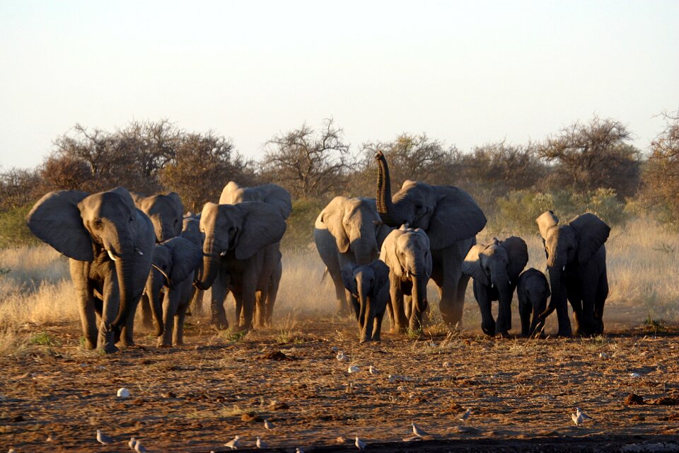 Park etosha namibia
