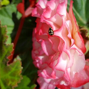 Leaf garden floral
