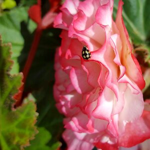 Leaf garden floral photo