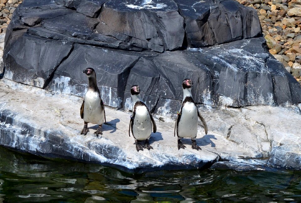Animal nature ice