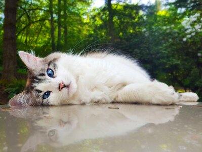 Cute cat pet photo