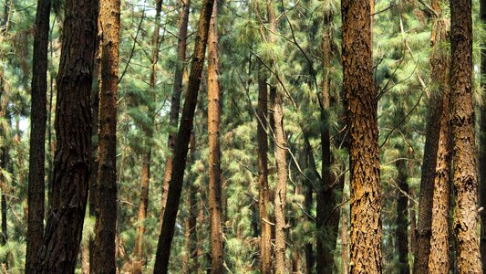 Landscape conifer flora