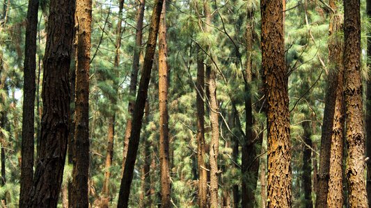 Landscape conifer flora photo