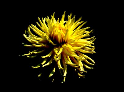 Dahlia yellow close