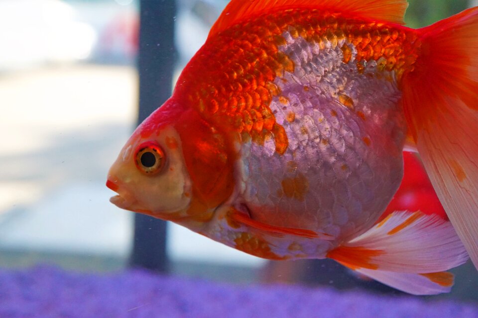 Goldfish nature tropical