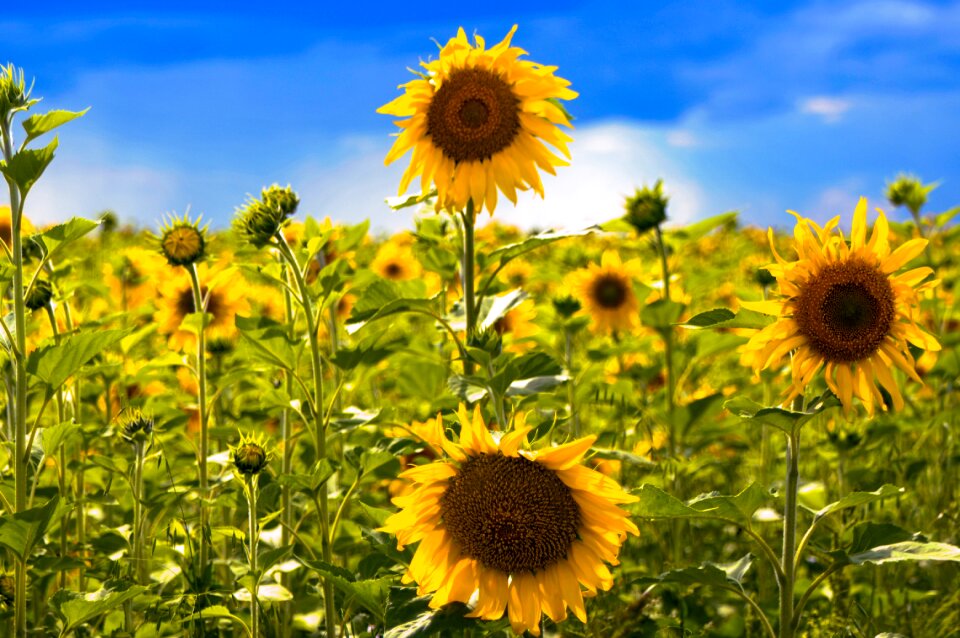 Agrofirm summer sunflower