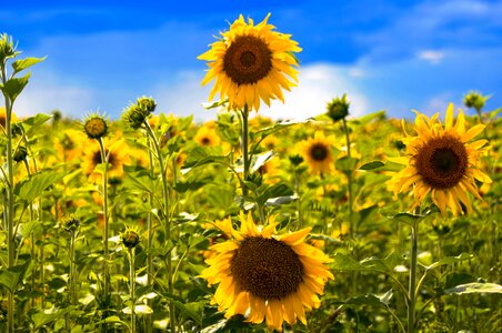 Agrofirm summer sunflower