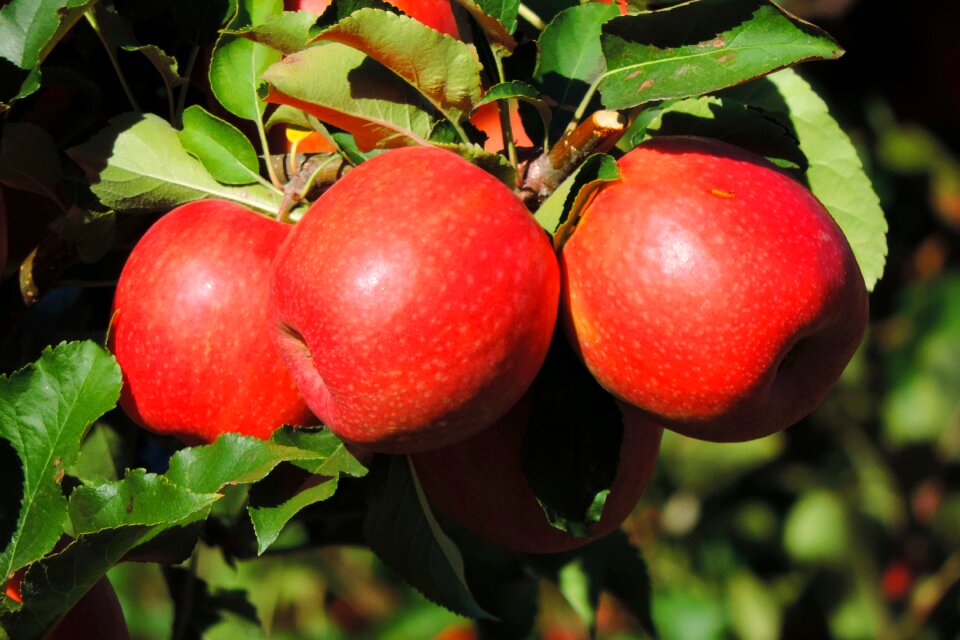 Food healthy leaf