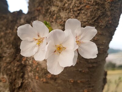 Spring flowers cherry flowers sakura