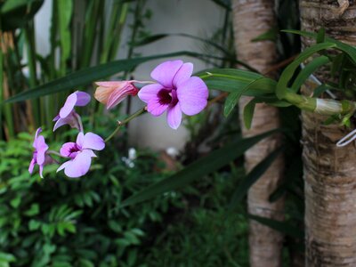 Orchid purple Free photos