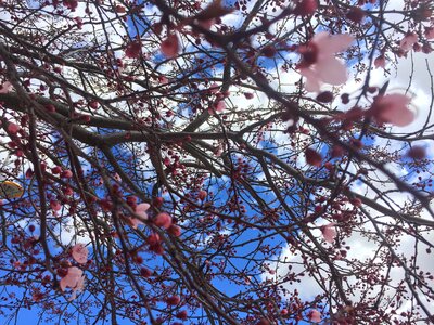 Season flora