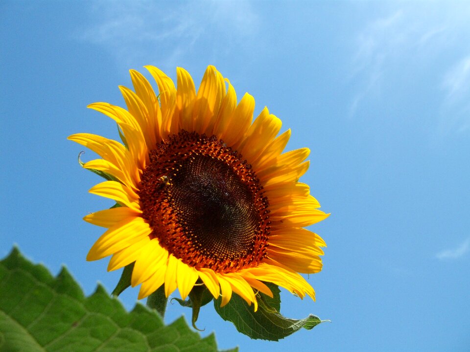 Summer flower sunflower