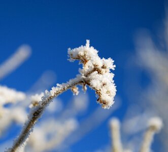 Winter snow ripe