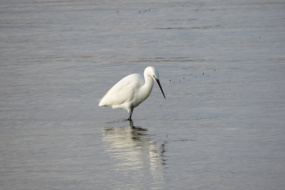 Birds body of water wild life