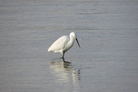 Birds body of water wild life photo