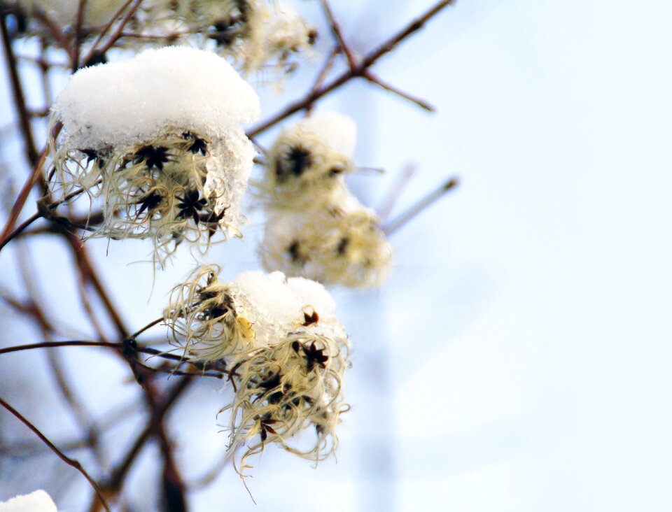 Winter snow flower