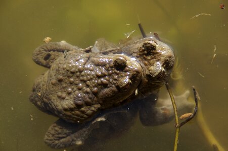 Close up amphibians waters