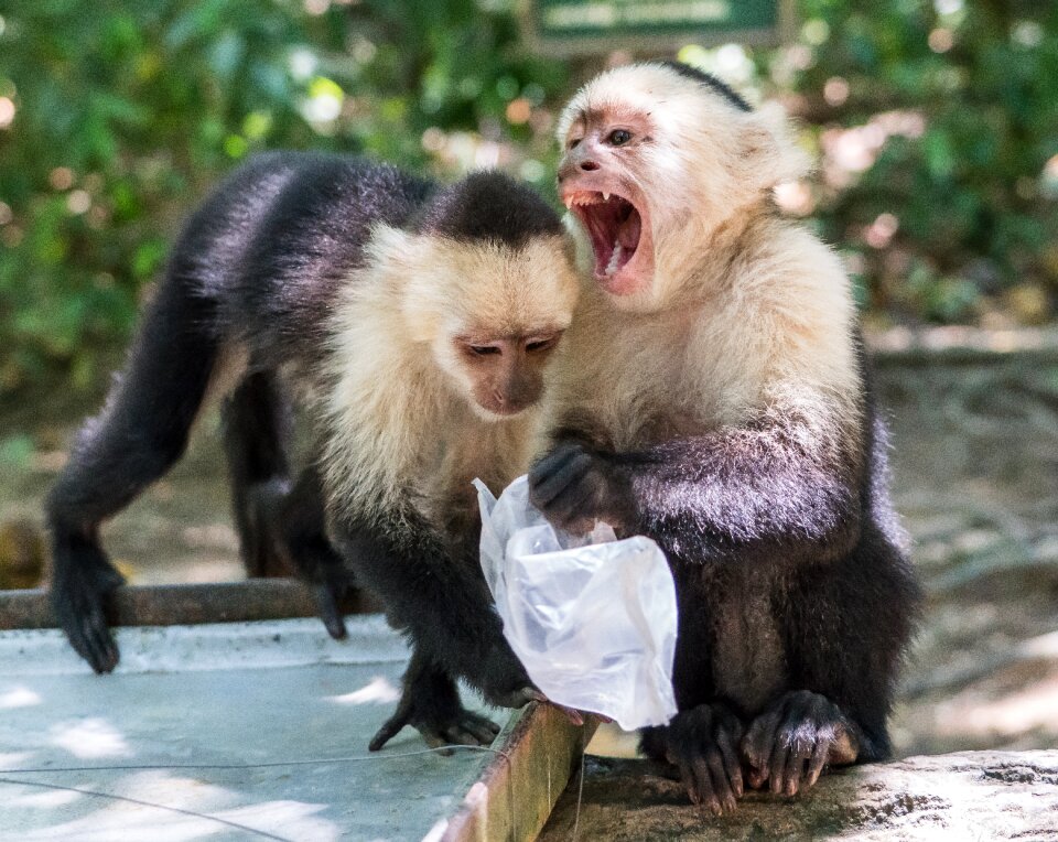 Primate wildlife nature
