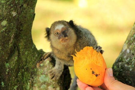 Mammals mico brazil