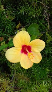Leaf garden yellow