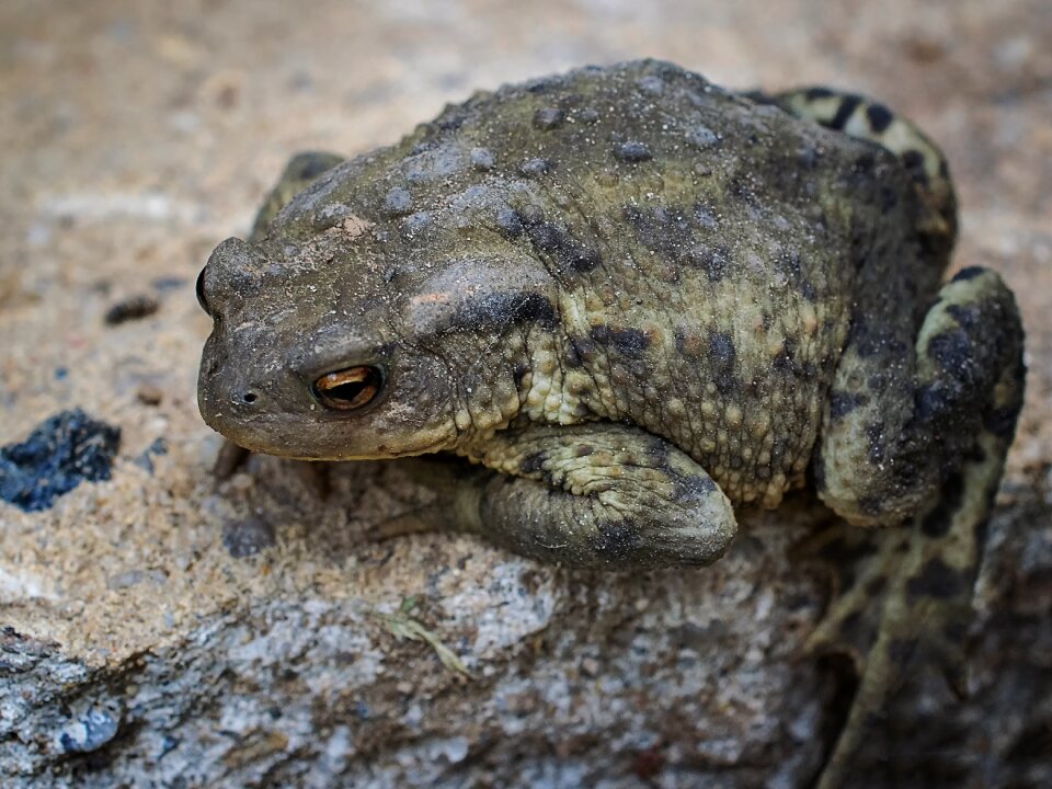 Animal amphibian reptile