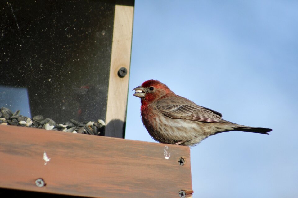 Wildlife house finch wild