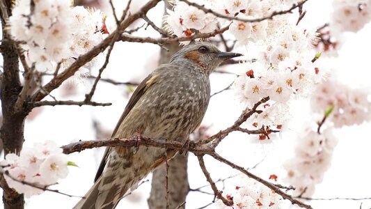 Spring cherry blossom new