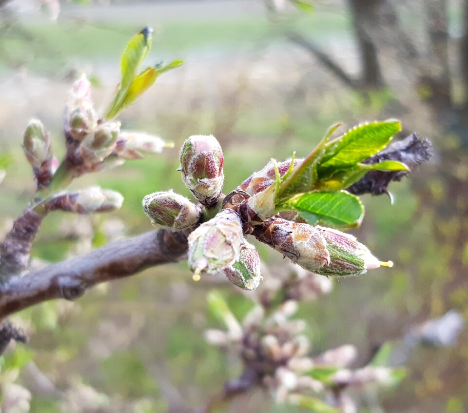 Close up bud growth