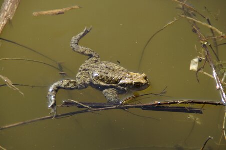 Animal water pond